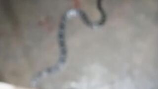 very nice snake