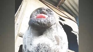ওমা গো