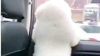 cutey puppy enjoy in the car