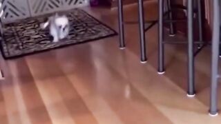 Animaux drôle à mourir de rire
