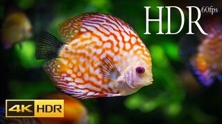 BEAUTIFUL COLOR FULL FISH HDR 4k 60fps Video Most (Colorful Fish) in the World 4K HDR 60FPS Video
