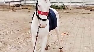 Horse videos white horse beautiful horse