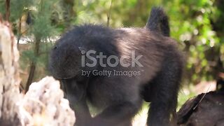 Monkeys
