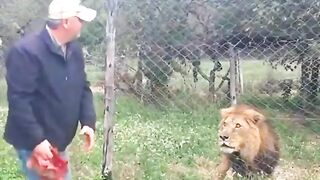 The lion