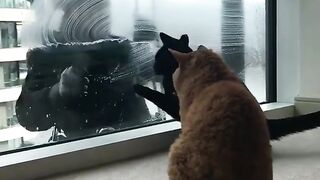 I love cats so look this cute hmmmmm