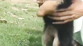 Jerman shephard dog