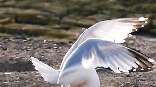 Birds Fighting Scene