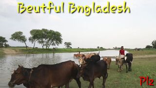 My Bangladesh