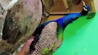 What's a peacock