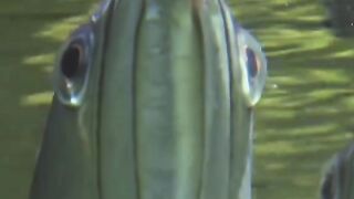 FISH HUNTING THE INSECTS ON TREE
