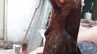 Beak of a parrot beak