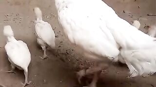 White kids with white mother