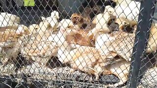 Inside the fences