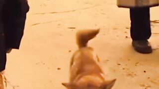 Doge dancing ????