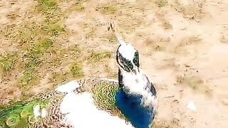 The beautiful weather peacock