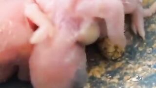 1 to 25 day Time replace budgies parrots baby