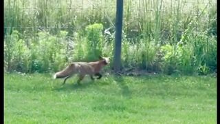 Fox hunting for breakfast