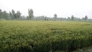 Beautifull scene