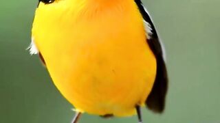 Brids singing
