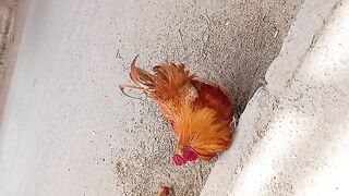 Funny rooster near me
