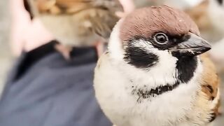 Cute birds