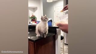 The most polite Cat in the world ???? Funny and Cute Cat Ever! I #kids