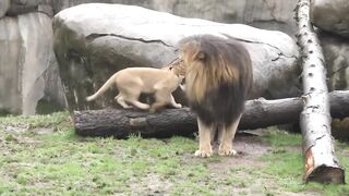 Lion - Dad and Son