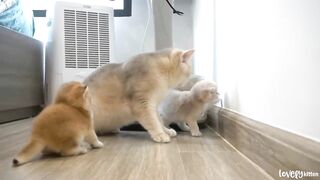 The_way_the_mother_cat_loves_her_kitten