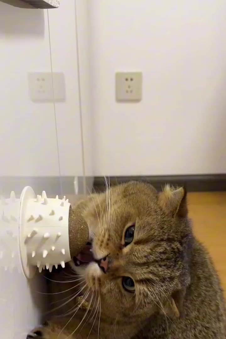 Cat Self Groomer Catnip Ball Licking Toys Pawpycup by gtfds on Febspot