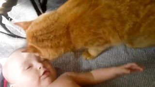 Cats Love Babies
