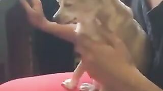 love for animals
