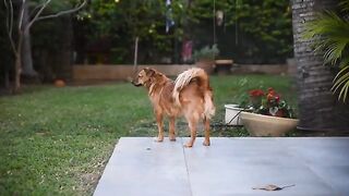 Dog sticks Footage sad