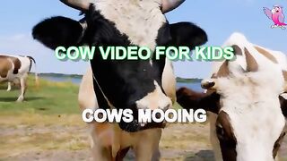 Caw video