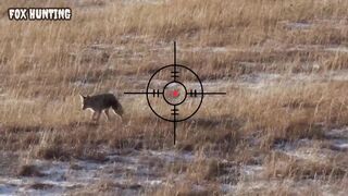 Coyote Hunting