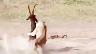 fighting for animals