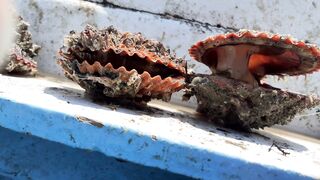 Esterdia sea oysters: A fishing story from the Red Sea