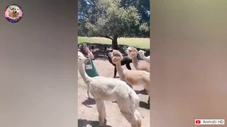 Funniest Animals 2024 ???? Best Funny Cats and Dogs Videos ???????? Part 001