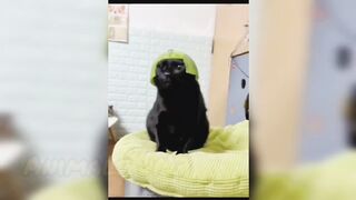 Funniest Animals New Funny Cats???? and Dogs ????Videos 2024#funny#cat#animals