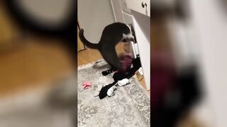 funniest animals video ???????????????????????? - Best of 2024 funny animals video - cute and funny cats