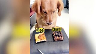 Funniest Cats And Dogs Videos ???? - Best Funny Animal Videos 2023 ????