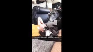 Funniest Cats And Dogs Videos ???? - Best Funny Animal Videos 2024 ????#11