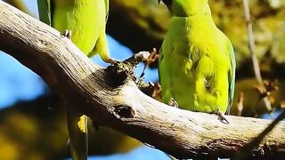Birds on Romantic mood