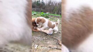 FUNNY ANIMALS VIDEO 2024 ???? Funniest CAT???? & DOG???? Prat 1