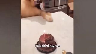 Funny cats and dogs ????. Living a life that’s crazy