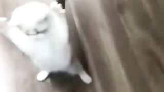 Funny cats and dogs ????. Living a life that’s crazy