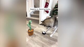 Funny Dogs And Cats Videos 2024 ???? - Best Funniest Animal Videos Of The Month ????