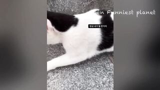 Funny Dogs And Cats Videos 2024 ???? - Best Funniest Animal Videos Of The week #2