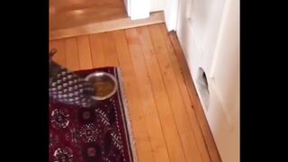 Funny Dogs And Cats Videos 2024 ???? - Best Funniest Animal Videos #5