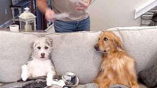 Very nice dog video