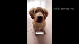 Funny Dogs And Cats Videos 2024 ???? - Best Funniest Animal Videos #6